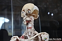 VBS_2880 - Mostra Body Worlds